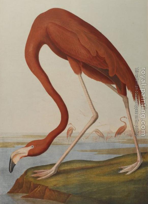 John James Audubon : American flamingo John James Audubon : American flamingo